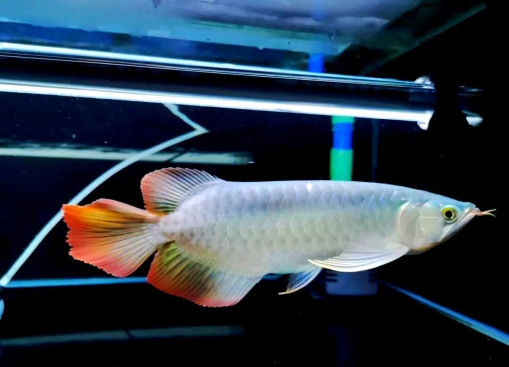 有哪些紅龍魚光照設備推薦，——紅龍魚光照設備推薦 有哪些紅龍魚光照設備推薦，——紅龍魚光照設備推薦 龍魚百科 第3張