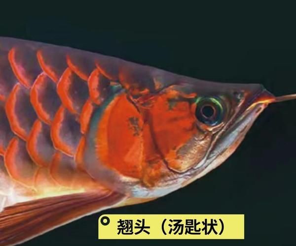 如何判斷安國(guó)龍魚的品質(zhì)，如何判斷安國(guó)龍魚品質(zhì)？
