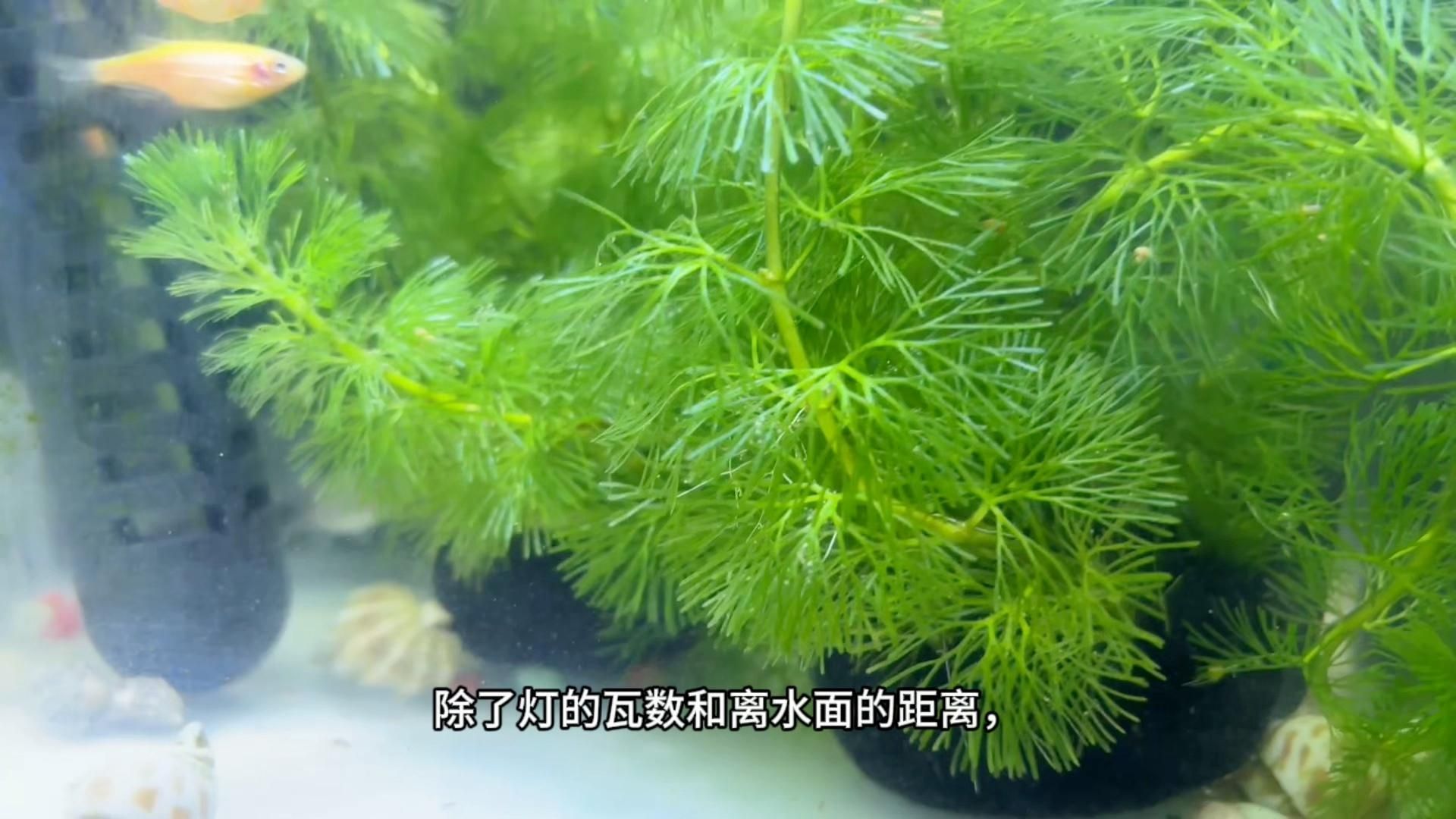 40缸養魚需要多久開一次燈，40缸養魚需要多久開一次燈光時間指南萌寵訓練師嘉佳 40缸養魚需要多久開一次燈，40缸養魚需要多久開一次燈光時間指南萌寵訓練師嘉佳 龍魚百科 第2張