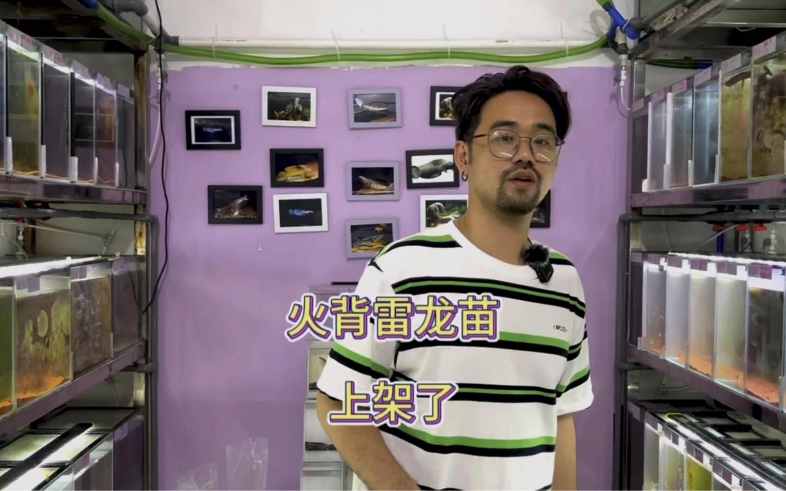 有哪些適合新手飼養的龍魚小苗品種？，適合新手飼養的龍魚小苗品種 有哪些適合新手飼養的龍魚小苗品種？，適合新手飼養的龍魚小苗品種 龍魚百科