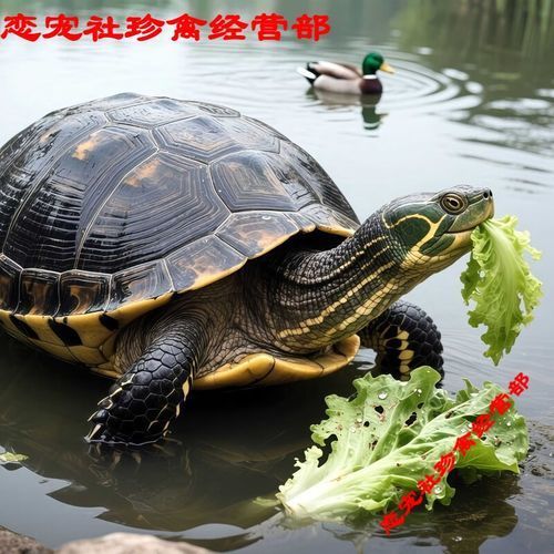 高背龜?shù)膬r格范圍是多少 高背龜?shù)膬r格范圍是多少 龍魚百科 第2張
