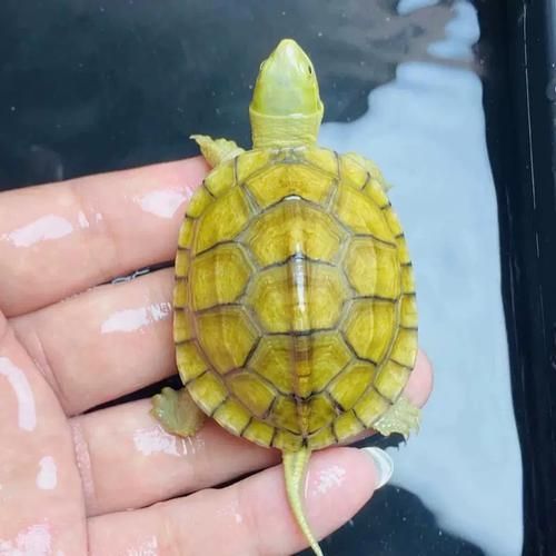 高背龜?shù)膬r格范圍是多少 高背龜?shù)膬r格范圍是多少 龍魚百科 第1張