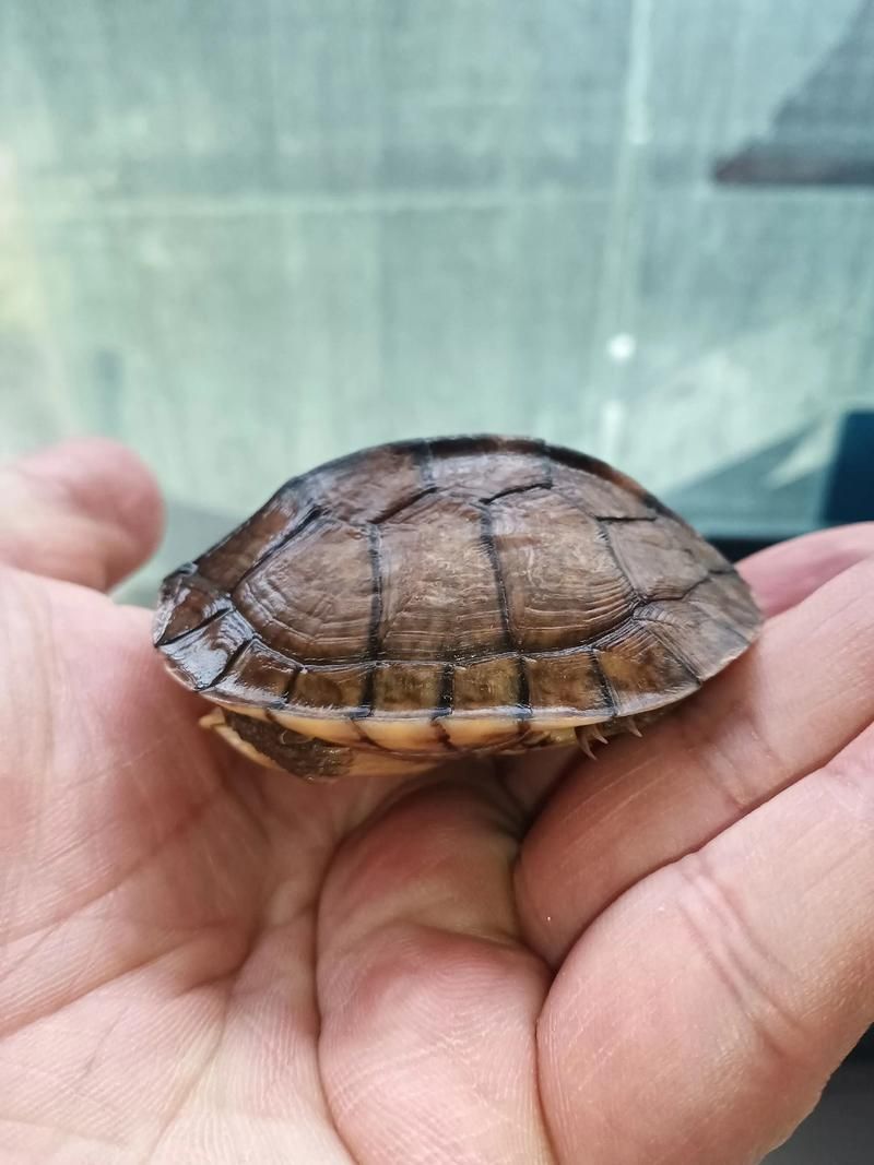 高背龜?shù)膬r格范圍是多少 高背龜?shù)膬r格范圍是多少 龍魚百科 第3張
