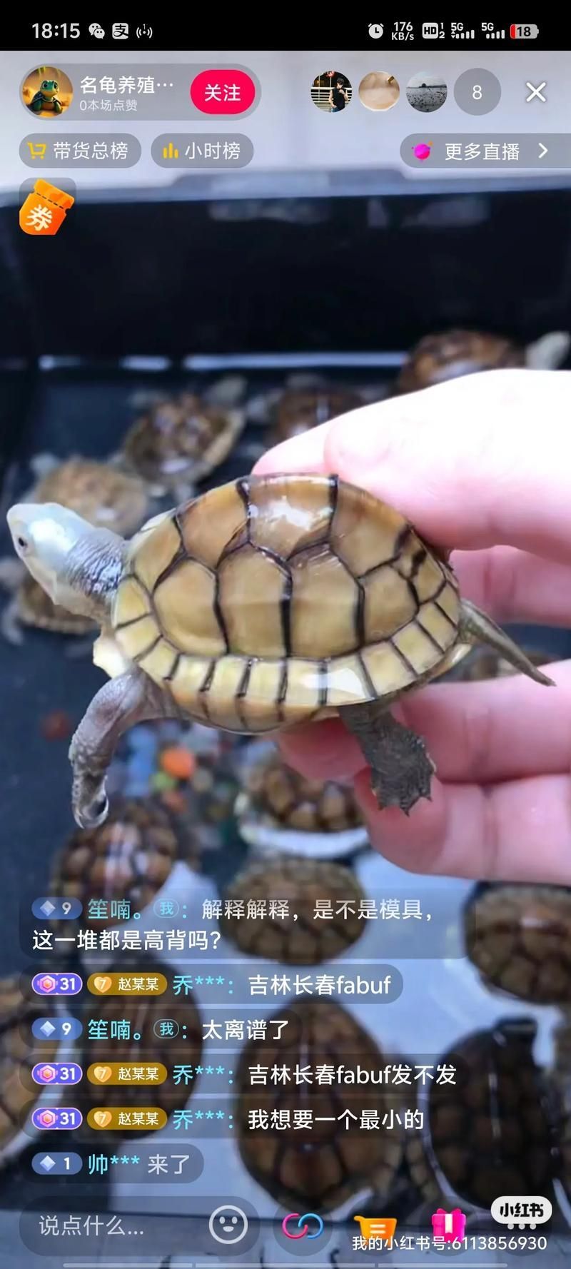 高背龜?shù)膬r格范圍是多少 高背龜?shù)膬r格范圍是多少 龍魚百科 第7張