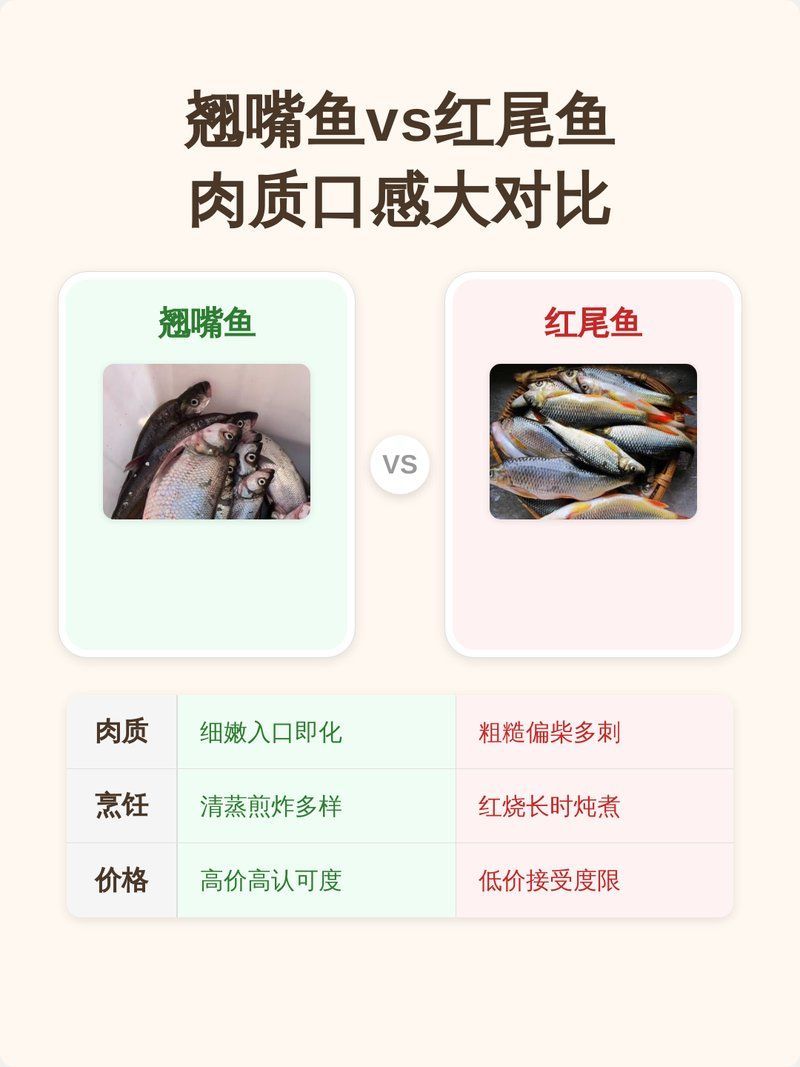 紅尾魚和翹嘴魚哪個更美味，紅尾魚和翹嘴魚哪個好吃 紅尾魚和翹嘴魚哪個更美味，紅尾魚和翹嘴魚哪個好吃 龍魚百科 第7張