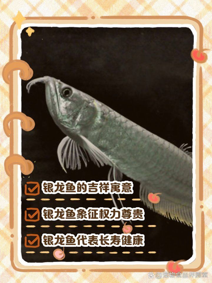 銀龍魚和黑龍魚哪個更受歡迎