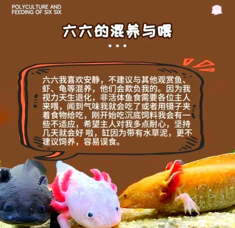 恐龍魚的最佳飼養(yǎng)溫度，恐龍魚的最佳飼養(yǎng)溫度是多少 恐龍魚的最佳飼養(yǎng)溫度，恐龍魚的最佳飼養(yǎng)溫度是多少 龍魚百科 第1張