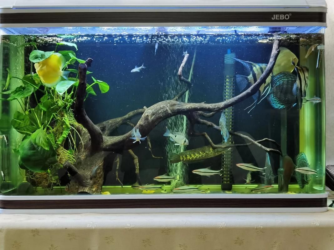 有哪些適合七條魚的魚缸推薦,七彩神仙魚的選擇 龍魚百科 第3張 有哪些適合七條魚的魚缸推薦,七彩神仙魚的選擇 有哪些適合七條魚的魚缸推薦,七彩神仙魚的選擇 龍魚百科 第3張