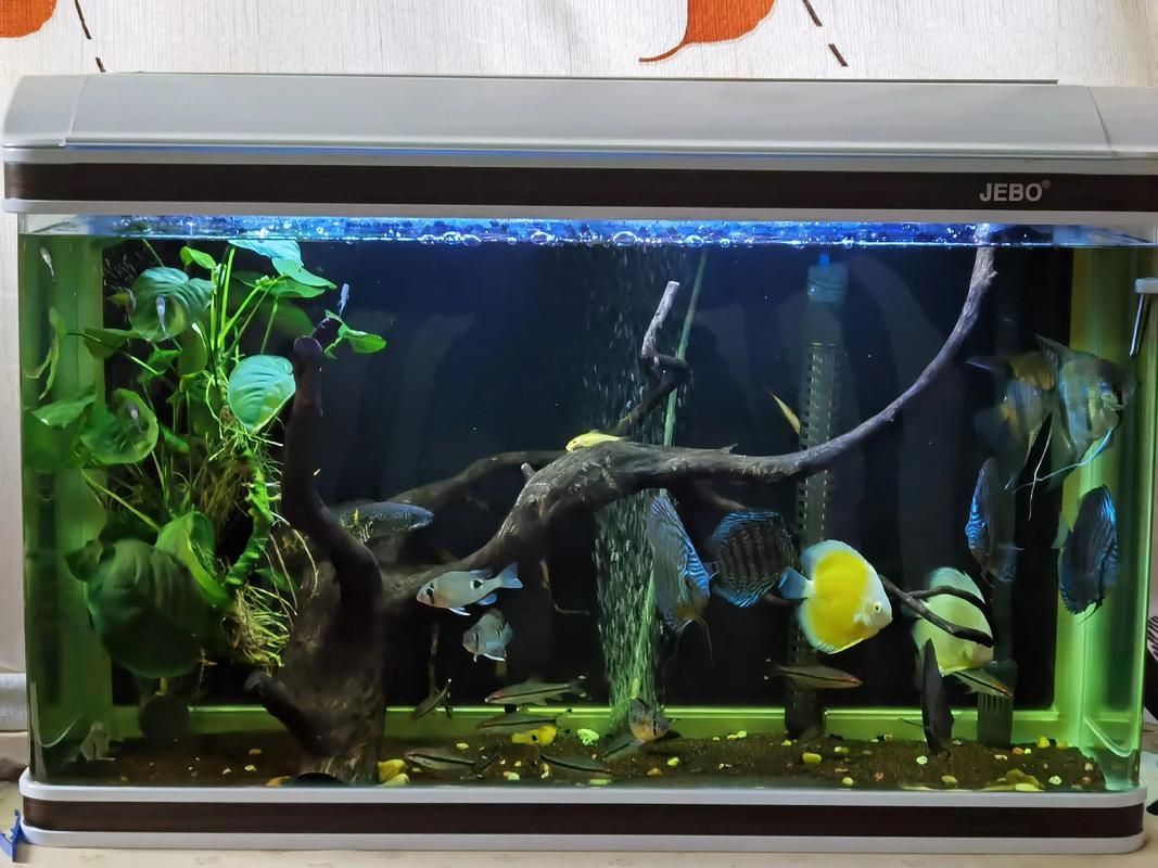 有哪些適合七條魚的魚缸推薦,七彩神仙魚的選擇 龍魚百科 第4張 有哪些適合七條魚的魚缸推薦,七彩神仙魚的選擇 有哪些適合七條魚的魚缸推薦,七彩神仙魚的選擇 龍魚百科 第4張
