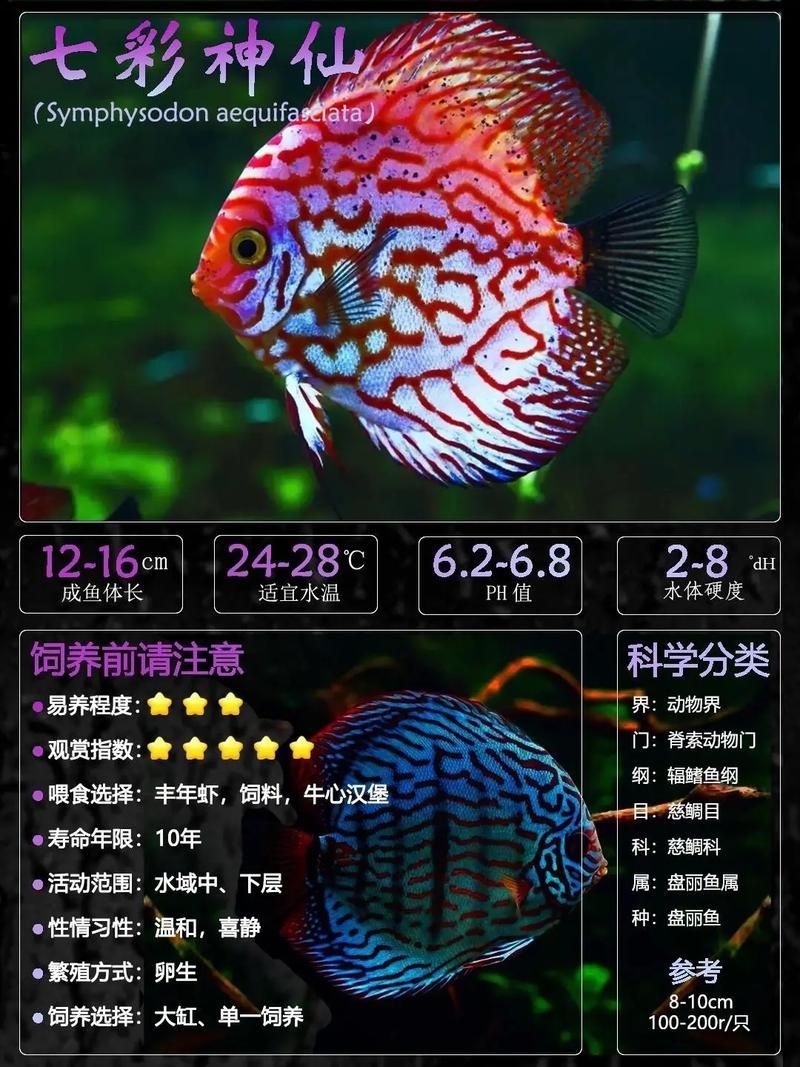 有哪些適合七條魚的魚缸推薦,七彩神仙魚的選擇 龍魚百科 第5張 有哪些適合七條魚的魚缸推薦,七彩神仙魚的選擇 有哪些適合七條魚的魚缸推薦,七彩神仙魚的選擇 龍魚百科 第5張