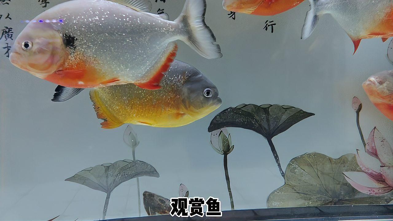 如何預防魚炸鱗病的發生，如何預防魚炸鱗病