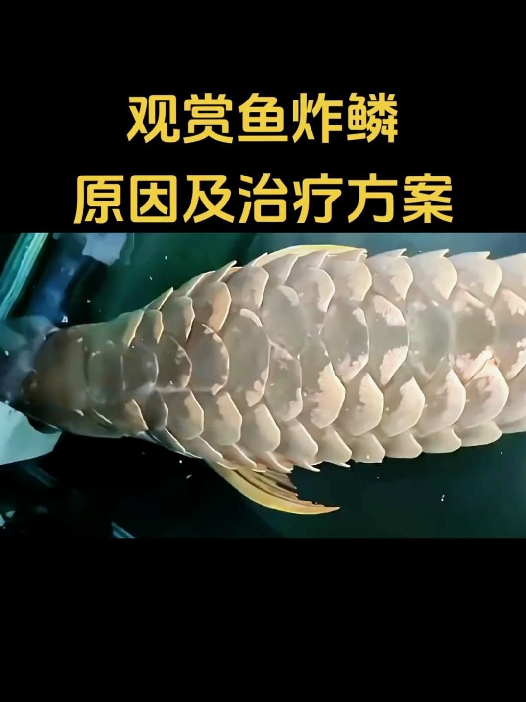 如何預防魚炸鱗病的發生，如何預防魚炸鱗病