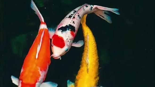 如何預防魚炸鱗病的發生，如何預防魚炸鱗病