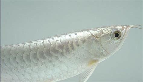 白化龍魚的飼養(yǎng)難度大嗎？，白化龍魚的飼養(yǎng)難度