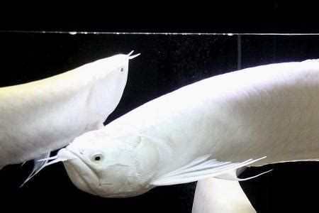 白化龍魚的飼養難度大嗎？，白化龍魚的飼養難度