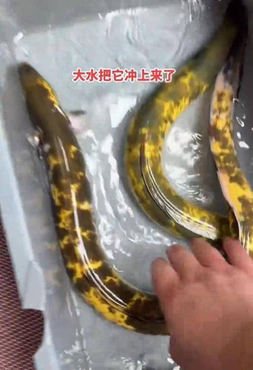 土龍魚的市場價格，土龍魚價格地區差異及2025波動解析 土龍魚的市場價格，土龍魚價格地區差異及2025波動解析 龍魚百科 第2張