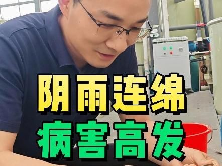 如何區(qū)分水霉菌和柱狀黃桿菌感染，如何區(qū)分水霉菌和柱狀黃桿菌 如何區(qū)分水霉菌和柱狀黃桿菌感染，如何區(qū)分水霉菌和柱狀黃桿菌 龍魚百科 第1張