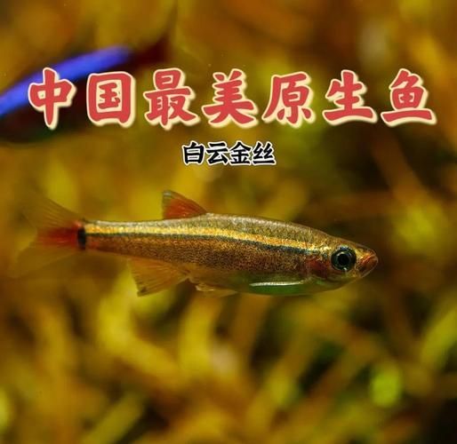 冷水觀賞魚養殖技巧，冷水觀賞魚養殖技巧詳解