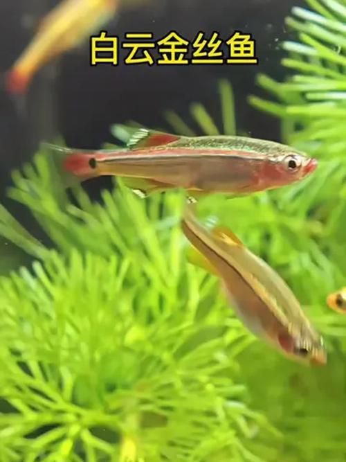 冷水觀賞魚養殖技巧，冷水觀賞魚養殖技巧詳解