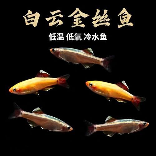 冷水觀賞魚養殖技巧，冷水觀賞魚養殖技巧詳解