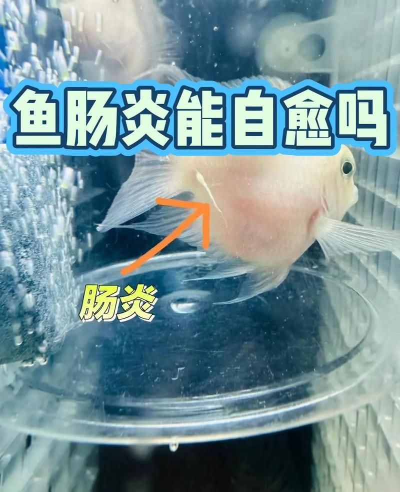 有哪些方法可以輔助魚腸炎好轉，輔助魚腸炎好轉，有哪些天然方法可以輔助魚腸炎好轉