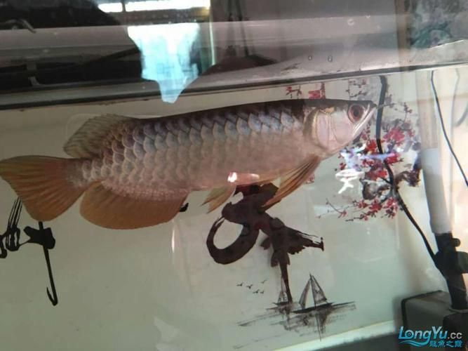 龍魚浮頭的圖片，如何判斷龍魚浮頭是否嚴重？