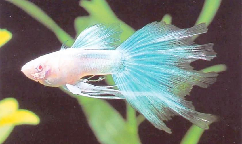 觀賞魚排行榜前十名，觀賞魚排行榜前十名是什么？