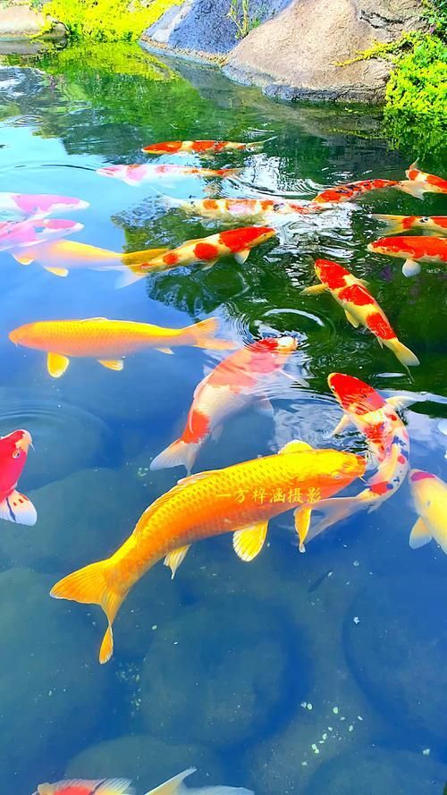 有沒有更多風水魚的高清圖片，風水魚的種類與擺放指南