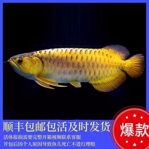 黃化龍魚有哪些品種，黃化龍魚市場上的黃化龍魚有哪些品種