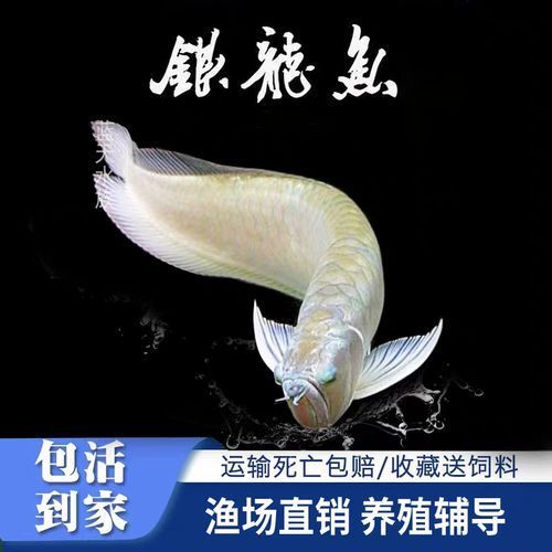 黃化龍魚有哪些品種，黃化龍魚市場上的黃化龍魚有哪些品種