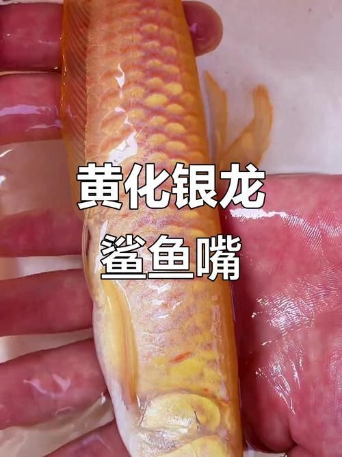 黃化龍魚有哪些品種，黃化龍魚市場上的黃化龍魚有哪些品種