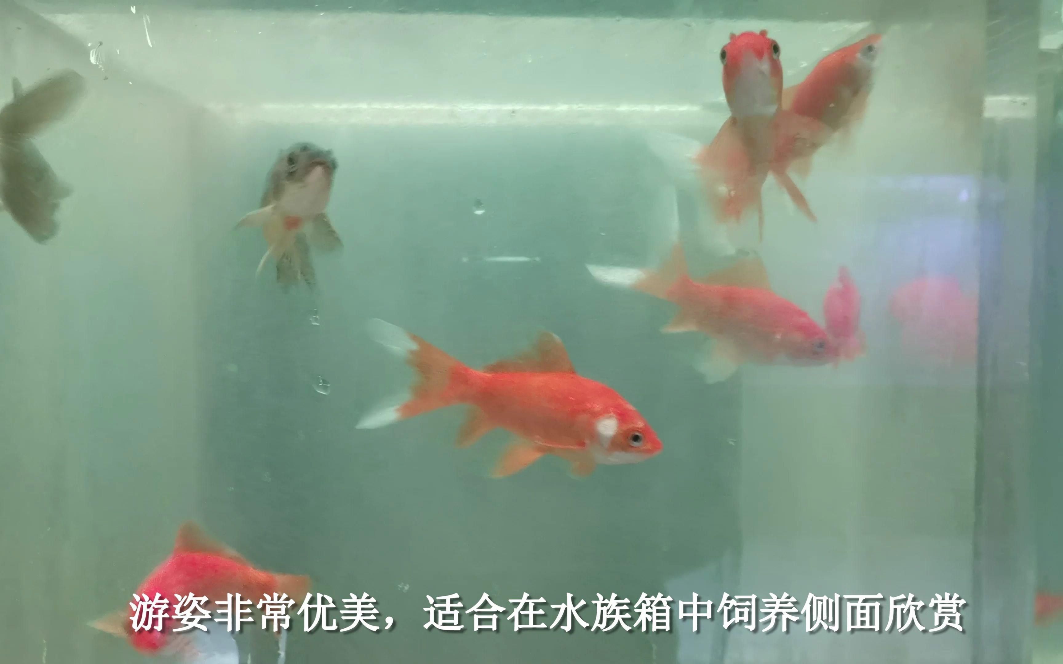 如何區(qū)分十大招財(cái)魚，十大招財(cái)魚如何區(qū)分十大招財(cái)魚,招財(cái)魚,招財(cái)進(jìn)寶