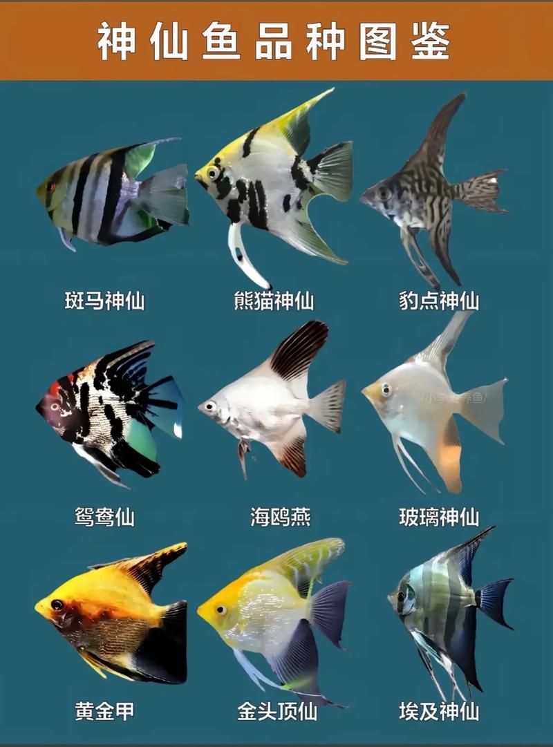如何預防神仙魚再次上浮，神仙魚上浮技術