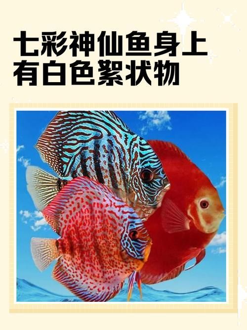 如何預防神仙魚再次上浮，神仙魚上浮技術