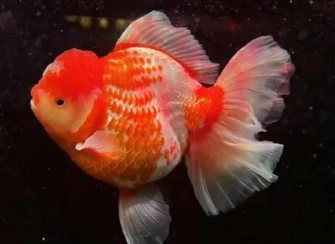 陜西西安還有哪些特色觀賞魚品種，西安有哪些特色觀賞魚品種 陜西西安還有哪些特色觀賞魚品種，西安有哪些特色觀賞魚品種 龍魚百科 第5張