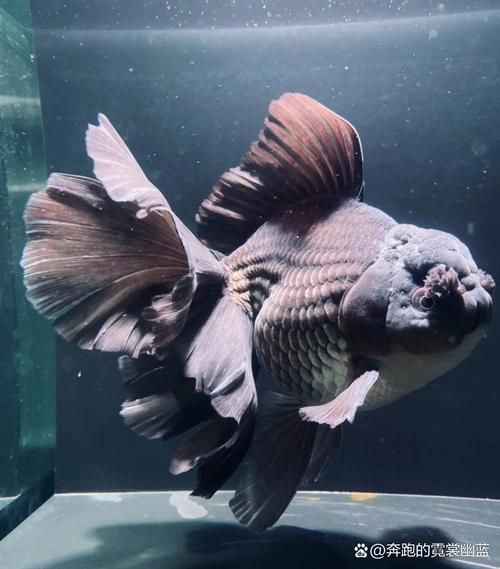 陜西西安還有哪些特色觀賞魚品種，西安有哪些特色觀賞魚品種 陜西西安還有哪些特色觀賞魚品種，西安有哪些特色觀賞魚品種 龍魚百科 第1張