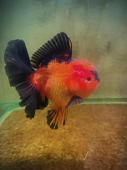 陜西西安還有哪些特色觀賞魚品種，西安有哪些特色觀賞魚品種 陜西西安還有哪些特色觀賞魚品種，西安有哪些特色觀賞魚品種 龍魚百科 第3張