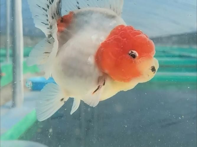 陜西西安還有哪些特色觀賞魚品種，西安有哪些特色觀賞魚品種 陜西西安還有哪些特色觀賞魚品種，西安有哪些特色觀賞魚品種 龍魚百科 第4張