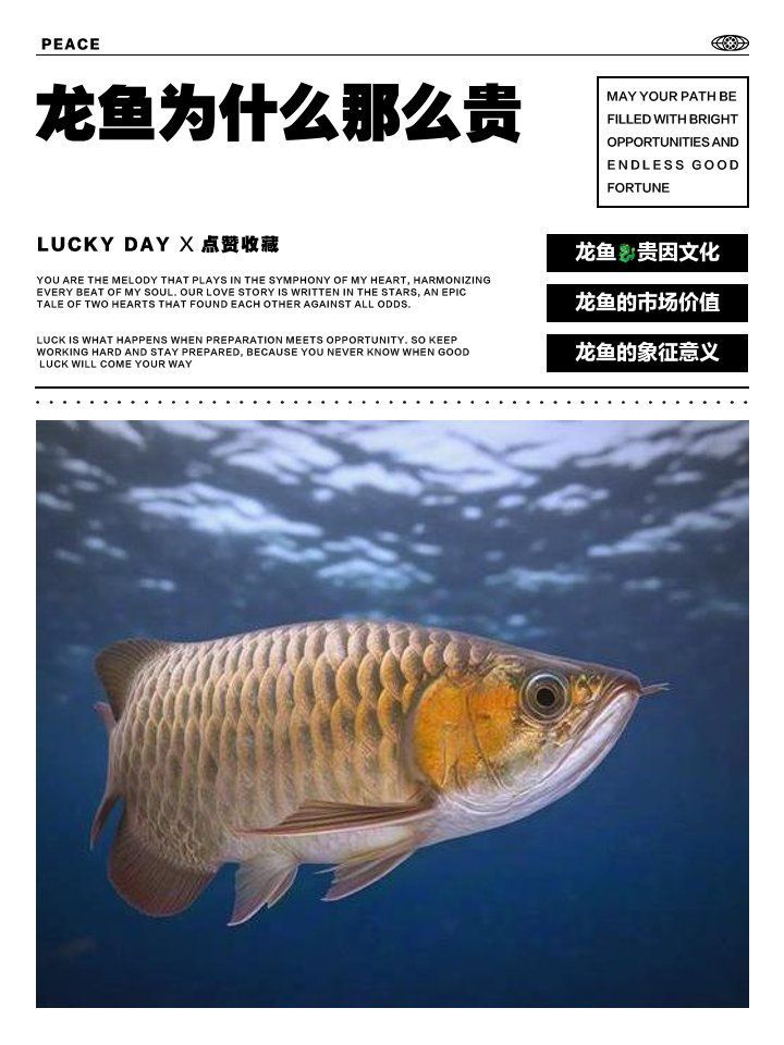 為什么龍魚那么貴，龍魚為什么那么貴