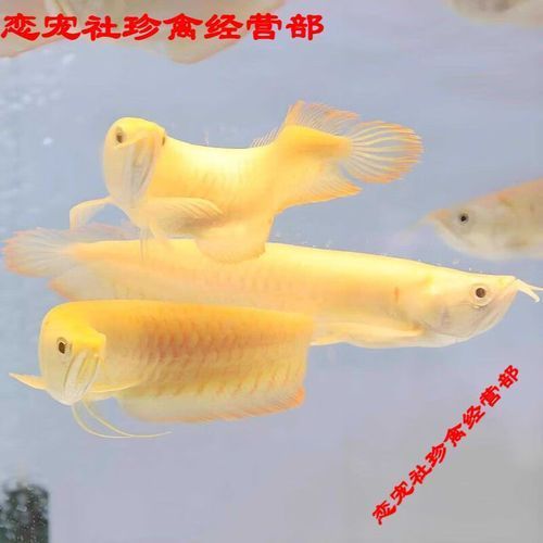黃化銀龍魚有哪些品相差異，黃化銀龍魚有哪些品相差異黃化銀龍魚有哪些品相差異