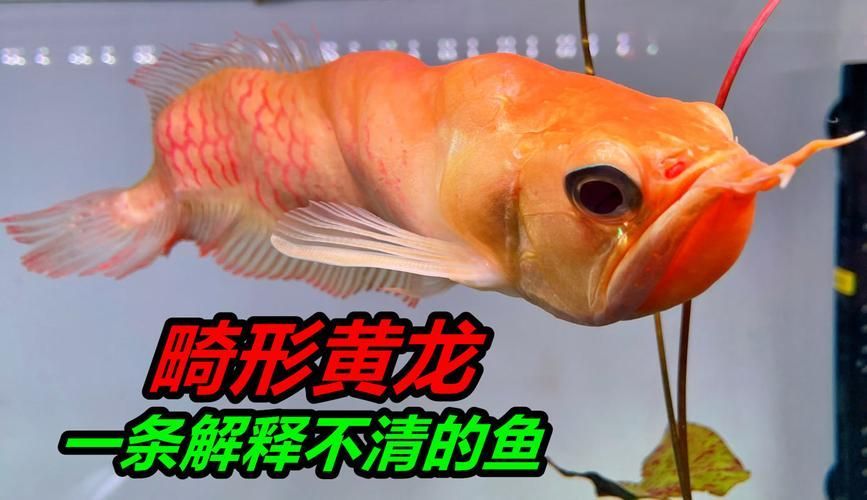 黃化銀龍魚有哪些品相差異，黃化銀龍魚有哪些品相差異黃化銀龍魚有哪些品相差異