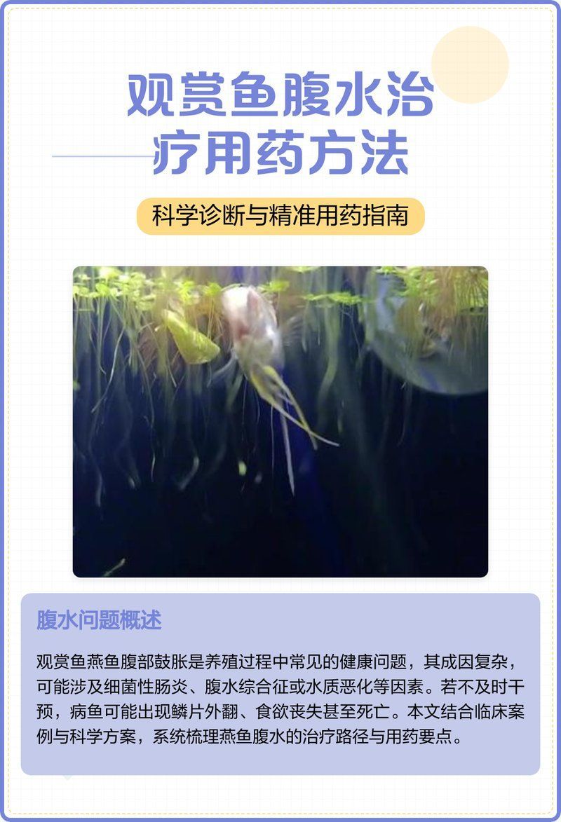 有哪些藥物可以有效治療魚腹水，治療魚腹水的方法