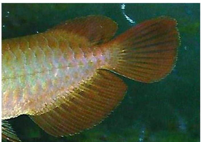 能否提供龍魚后三鰭發(fā)育的圖片，如何判斷龍魚后三鰭是否健康 能否提供龍魚后三鰭發(fā)育的圖片，如何判斷龍魚后三鰭是否健康 龍魚百科 第6張