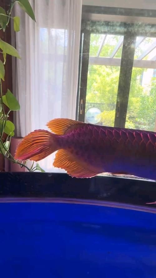 能否提供龍魚后三鰭發(fā)育的圖片，如何判斷龍魚后三鰭是否健康 能否提供龍魚后三鰭發(fā)育的圖片，如何判斷龍魚后三鰭是否健康 龍魚百科 第4張