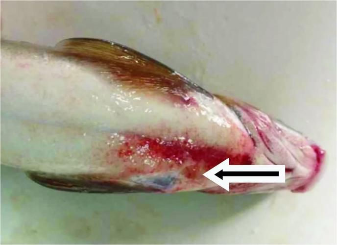 如何判斷魚是否患有細菌感染，如何判斷魚患有細菌感染 如何判斷魚是否患有細菌感染，如何判斷魚患有細菌感染 龍魚百科 第4張