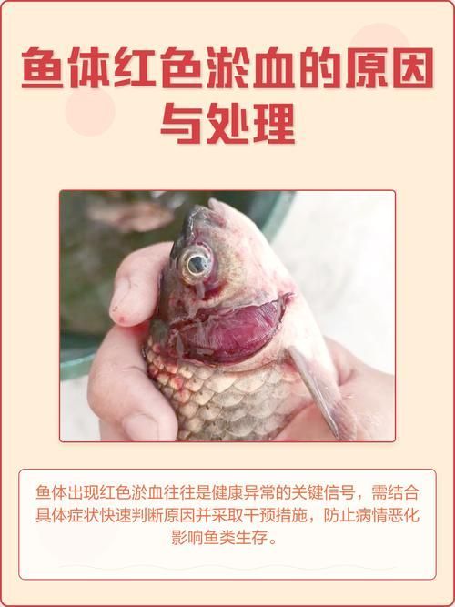 如何判斷魚是否患有細菌感染，如何判斷魚患有細菌感染 如何判斷魚是否患有細菌感染，如何判斷魚患有細菌感染 龍魚百科 第3張