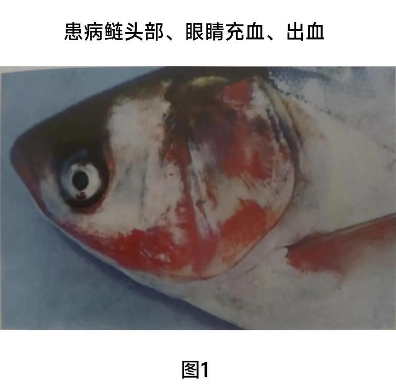 如何判斷魚是否患有細菌感染，如何判斷魚患有細菌感染 如何判斷魚是否患有細菌感染，如何判斷魚患有細菌感染 龍魚百科 第7張