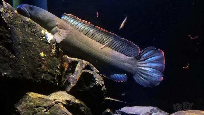 龍魚放身過程中常見問題及解決方法，龍魚放身過程中的常見問題與科學解決方法 龍魚放身過程中常見問題及解決方法，龍魚放身過程中的常見問題與科學解決方法 龍魚百科 第5張