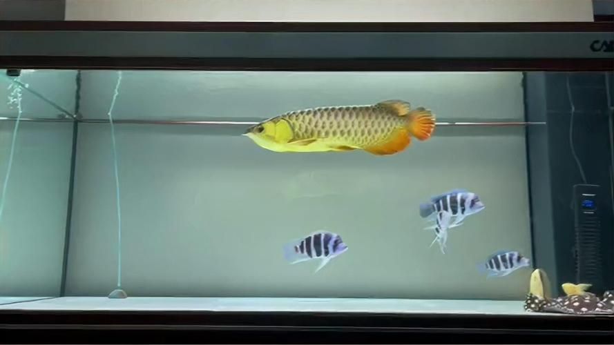 祥龍魚場金龍魚批發有哪些規格，祥龍魚場金龍魚批發規格 祥龍魚場金龍魚批發有哪些規格，祥龍魚場金龍魚批發規格 龍魚百科 第5張