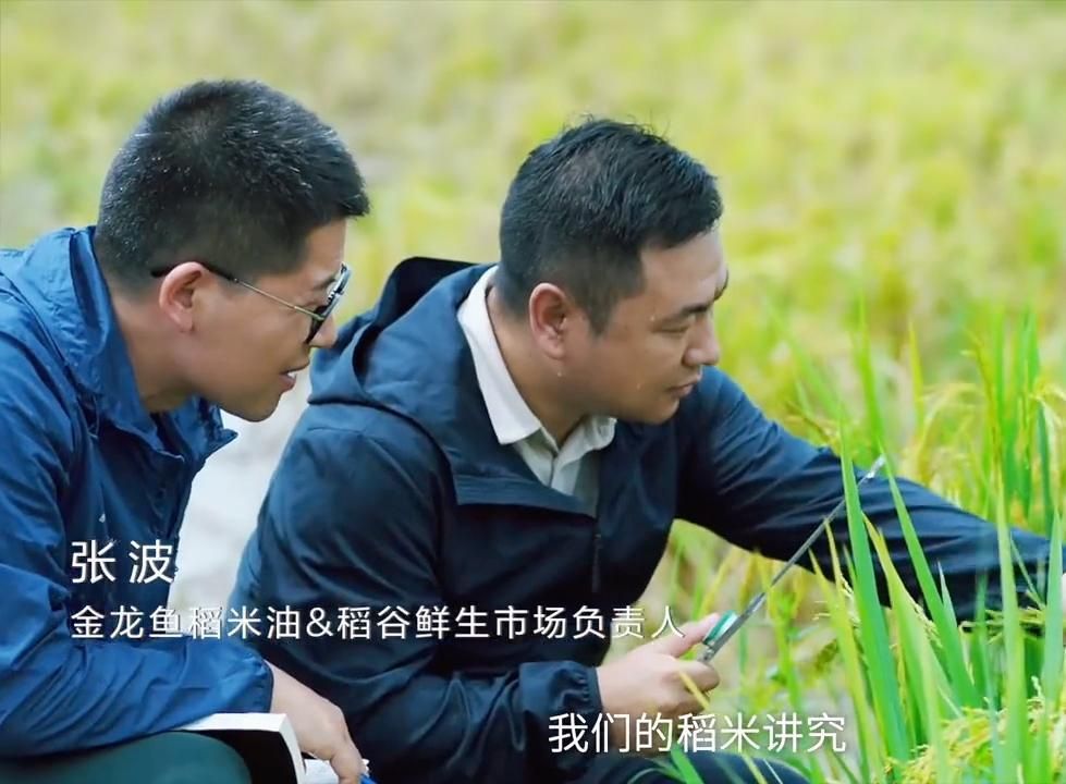 還有哪些金龍魚(yú)的經(jīng)典廣告案例 還有哪些金龍魚(yú)的經(jīng)典廣告案例 龍魚(yú)百科 第2張